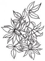 1218-51 Darice Embossing Folder - Loose Floral